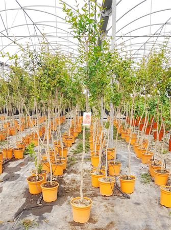 Punica Granatum |  P.25cm -  H.120 cm