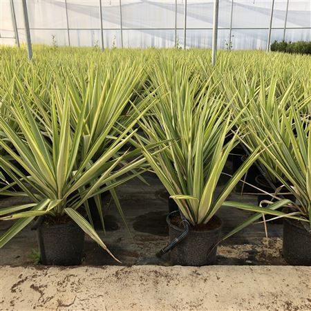 Yucca Elephantipes Jewel |  P.25cm -  H.60 cm