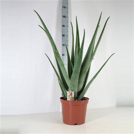 Aloe Vera |  P.25cm -  H.75 cm