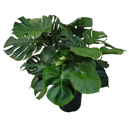 Monstera Deliciosa |  P.25cm -  H.110 cm