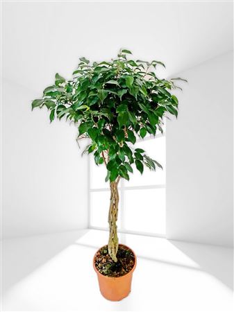 Ficus Benjamina Gevlochten | Trenzado |  P.25cm -  H.110 cm