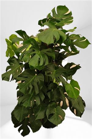 Monstera Deliciosa Met Mosstok |  P.25cm -  H.130 cm