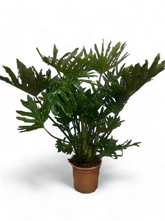 Philodendron Selloum |  P.27cm -  H.110 cm