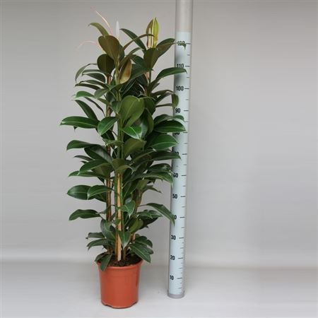 Ficus Elastica Melany 3PP |  P.25cm -  H.150 cm