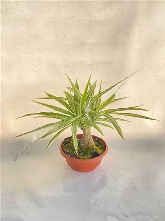 Yucca Elephantipes Jewel | Bonsai |  P.30cm -  H.45 cm