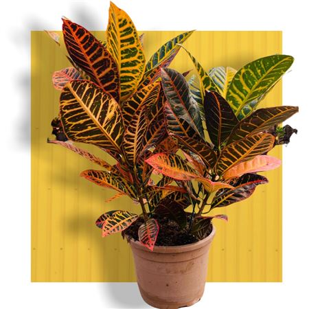 Codiaeum Variegatum 'petra Group | Grupo |  P.30cm -  H.75 cm