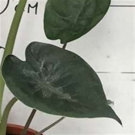 Alocasia Zebrina |  P.30cm -  H.120 cm