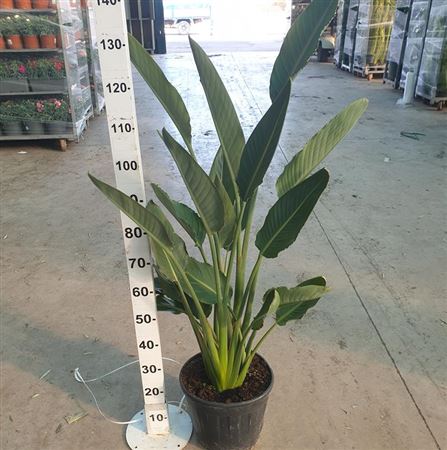 Strelitzia Reginea |  P.30cm -  H.120 cm