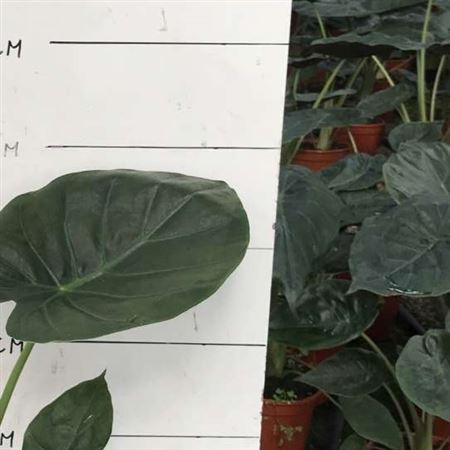 Alocasia Zebrina Reticulada |  P.35cm -  H.120 cm
