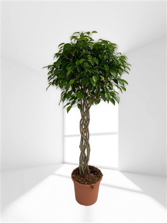 Ficus Benjamina Gevlochten | Trenzado |  P.30cm -  H.150 cm