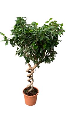 Ficus Benjamina Dubbel Spiraal | Doble Espiral |  P.30cm -  H.150 cm