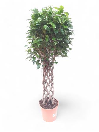 Ficus Benjamina Gevlochten Rek | Trenzado Esp |  P.30cm -  H.140 cm