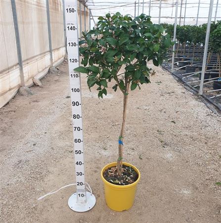 Citrus Lemon |  P.30cm -  H.160 cm