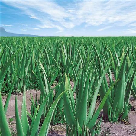 Aloe Vera |  P.35cm -  H.85 cm