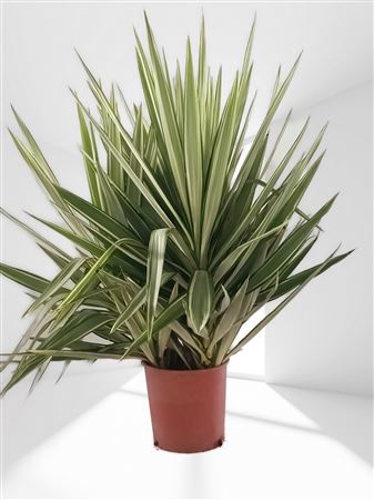 Yucca Elephantipes Jewel | 3 head |  P.35cm -  H.130 cm