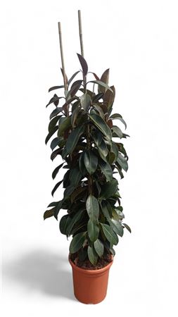 Ficus Elastica Melany 3PP |  P.35cm -  H.180 cm