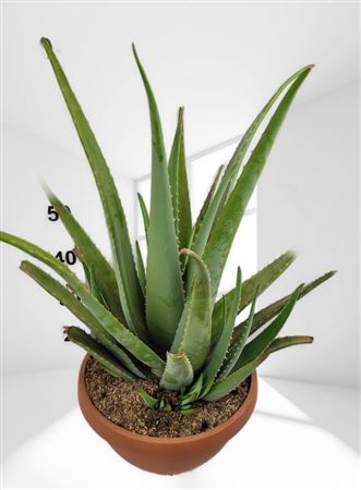 Aloe Vera |  P.40cm -  H.80 cm