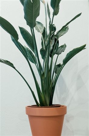Strelitzia Reginea |  P.45cm -  H.180 cm