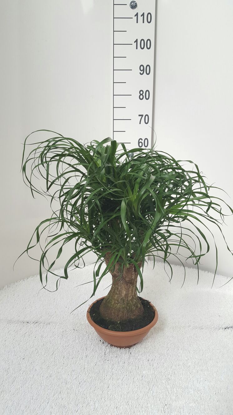 Beaucarnea Branched 12" Tr 30cm |  P.20cm -  H.50 cm