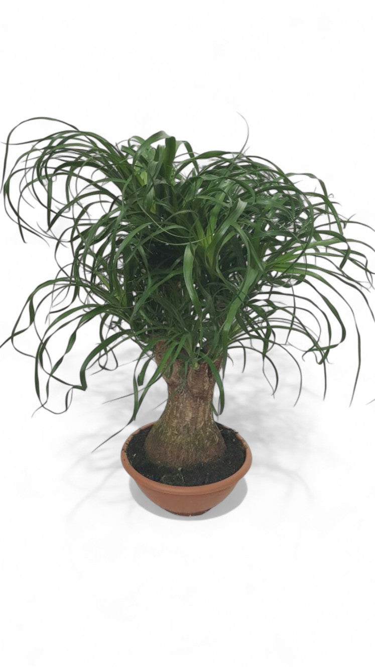 Codiaeum Branch 'mix' 12" |  P.21cm -  H.30 cm