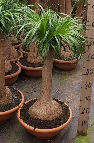 Beaucarnea  30 60 cm Stem |  P.24cm H.80 cm