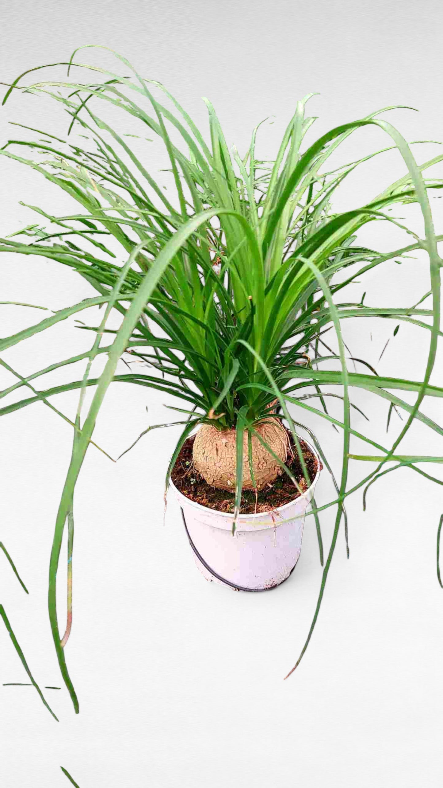 Beaucarnea Nolina Bulbo |  P.17cm H.60 cm