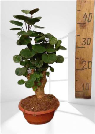 Aralia polyscias fabian |  P.17cm -  H.60 cm