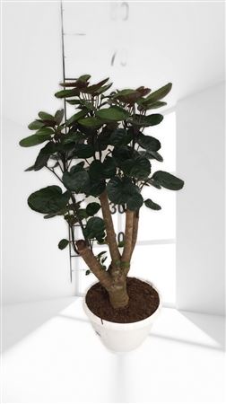 Aralia polyscias fabian |  P.20cm -  H.30 cm
