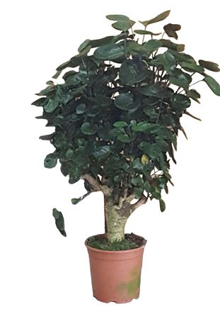 Aralia polyscias fabian |  P.22cm -  H.100 cm