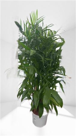 Chamaedorea Seifritzii |  P.30cm -  H.120 cm