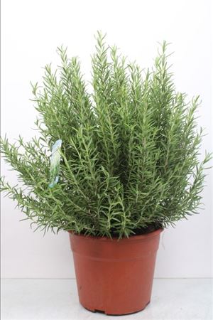 Rosmarinus Officinalis |  P.25cm -  H.50 cm