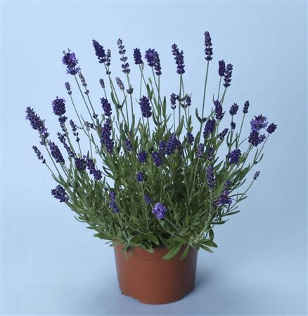 Lavandula Officinalis |  P.25cm -  H.65 cm