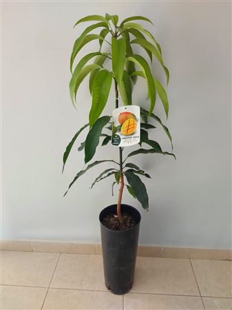 Mango (keitt, Osteen) - 7ltr Cone |  P.17cm -  H.120 cm