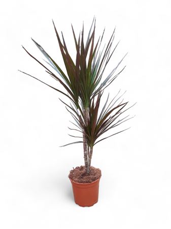 Dracaena Magenta | 30.15 |  P.16cm -  H.60 cm