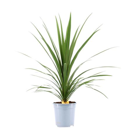 Cordyline Peko Green |  P.17cm -  H.60 cm