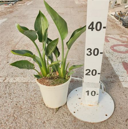 Strelitzia Mandela Gold |  P.17cm -  H.50 cm
