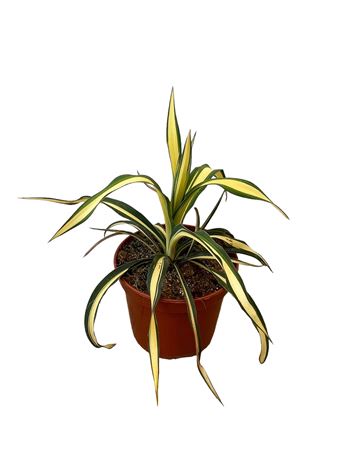 Yucca Filamentosa Color Guard |  P.20cm -  H.40 cm