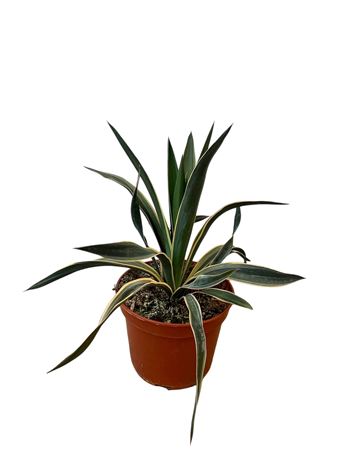Yucca Gloriosa variagata 18cm |  P.20cm -  H.40 cm