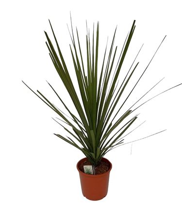 Cordyline Peko |  P.20cm -  H.60 cm