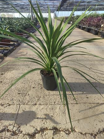Cordyline Peko |  P.20cm -  H.70 cm