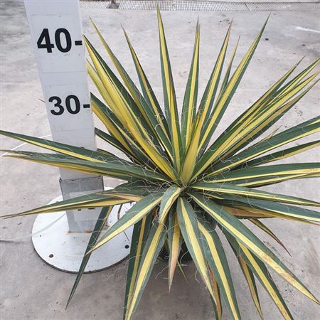 Yucca Filamentosa Color Guard 20 |  P.20cm -  H.70 cm