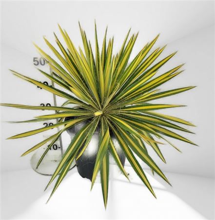 Yucca Filamentosa Color Guard 15Ltr |  P.30cm -  H.80 cm