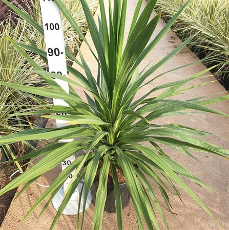 Cordyline Peko |  P.30cm -  H.100 cm