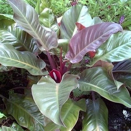 Philodendron Imperial 'red Green' |  P.30cm -  H.130 cm