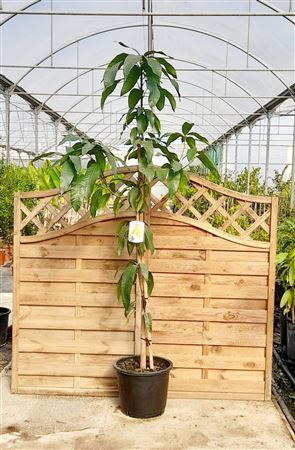 Mango (keitt, Osteen) 35cm |  P.35cm -  H.220 cm