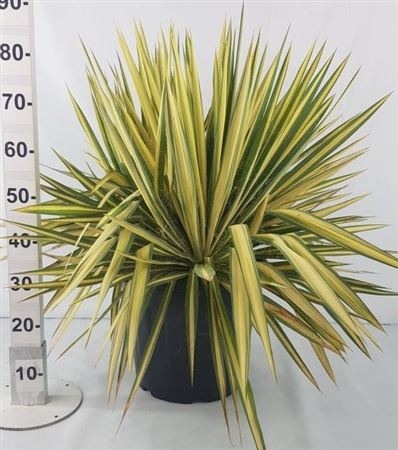 Yucca Filamentosa Color Guard 30Ltr |  P.40cm -  H.80 cm