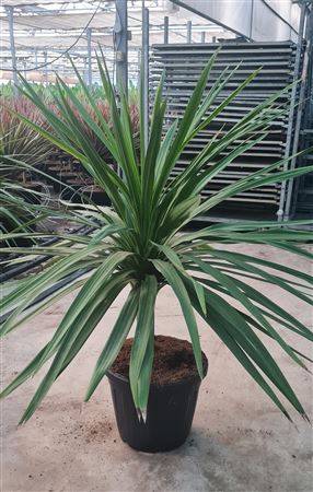 Cordyline Peko |  P.40cm -  H.110 cm