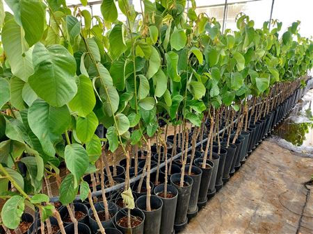 Annona Cherimola | Chirimoyo - 7 Ltr Cone |  P.17cm -  H.200 cm