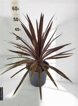 Cordyline red heart |  P.30cm -  H.100 cm
