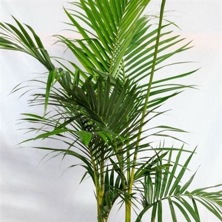 Archontophoenix cunninghamiana |  P.30cm -  H.180 cm